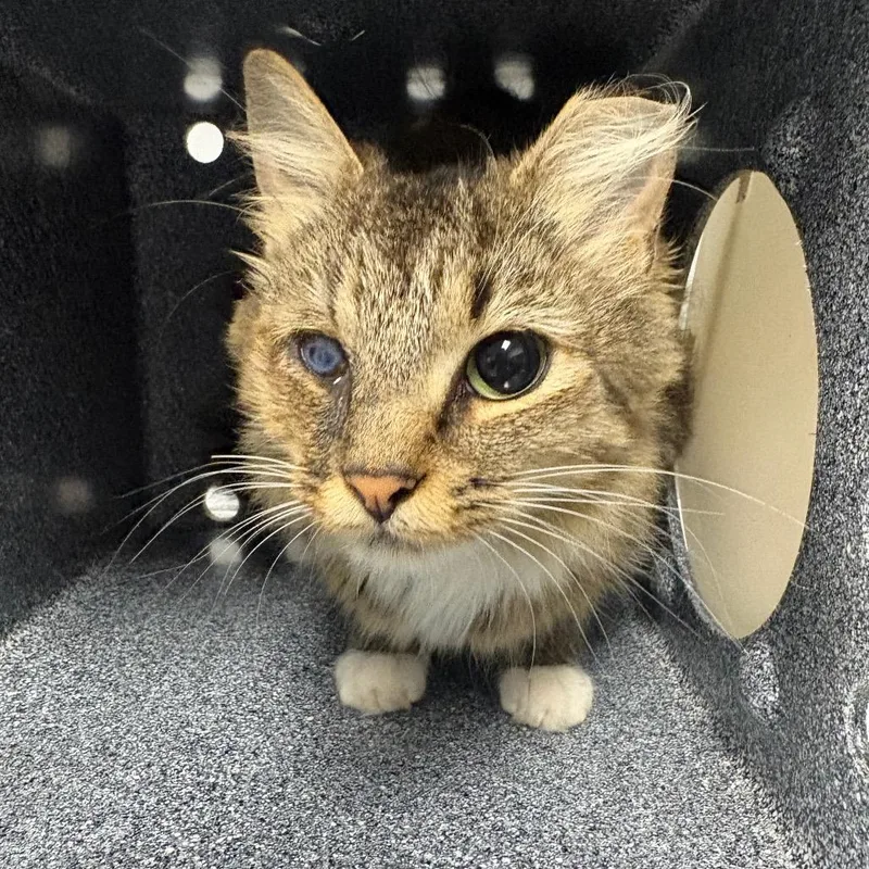 An adult medium-sized female Brown / Chocolate Domestic Short Hair cat named Honey Bunny for adoption in Greenville, SC