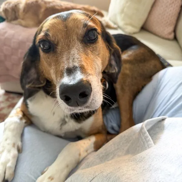 An adult small-sized male Hound dog named Jasper for adoption in Des Moines, IA