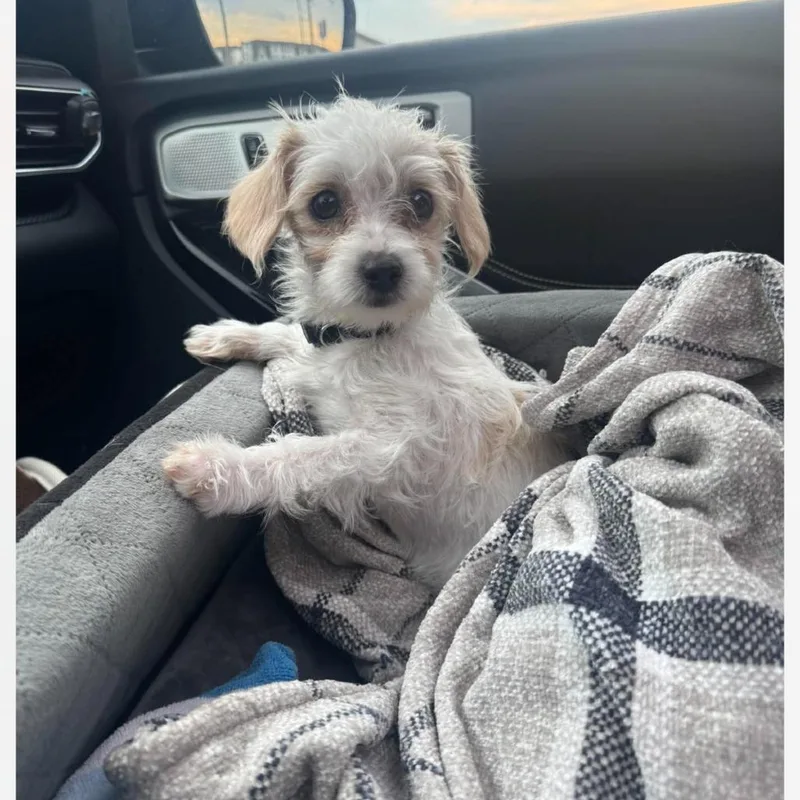 A baby small-sized female White / Cream Shih Tzu dog named Neena for adoption in Huntsville, AL