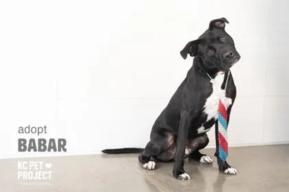 An adult large-sized male Black Pit Bull Terrier dog named Babar for adoption in Kansas City, MO