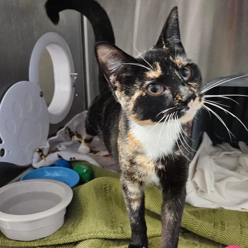 A young medium-sized female Tortoiseshell Domestic Short Hair cat named Amaretto for adoption in Oneonta, NY