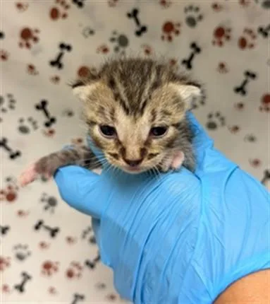 A baby small-sized male Domestic Short Hair cat named Diego for adoption in Riverside, CA