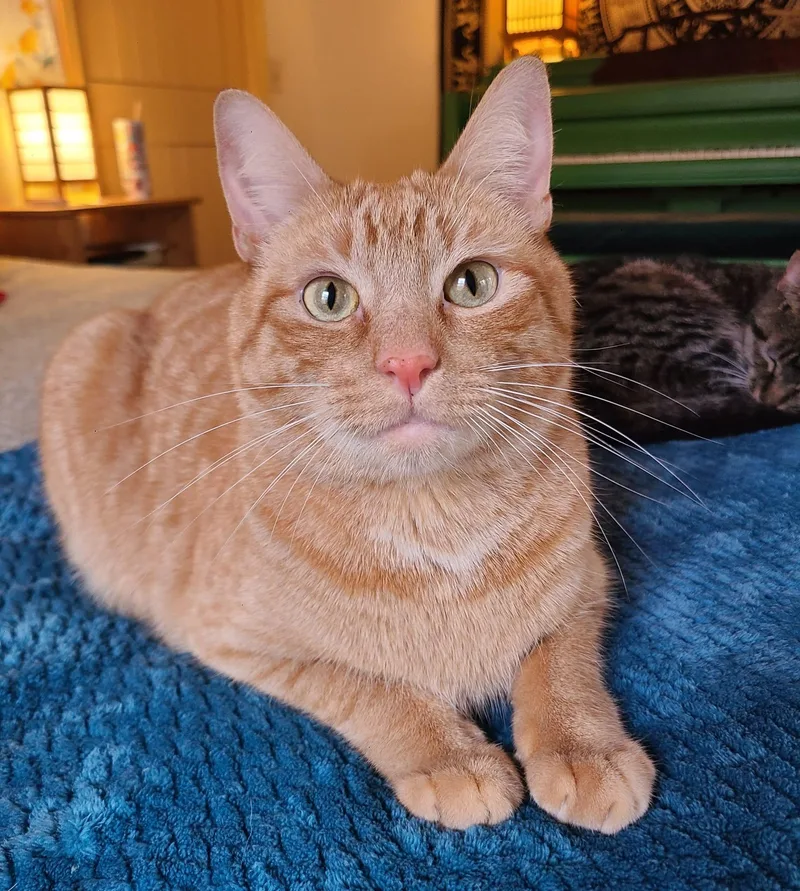 An adult large-sized male Tabby (Orange / Red) Domestic Short Hair cat named Lil Bubba for adoption in Ellijay, GA