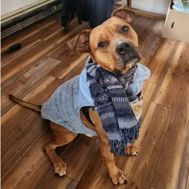 An adult large-sized male Brown / Chocolate Mixed Breed dog named Moose for adoption in Berkeley Springs, WV