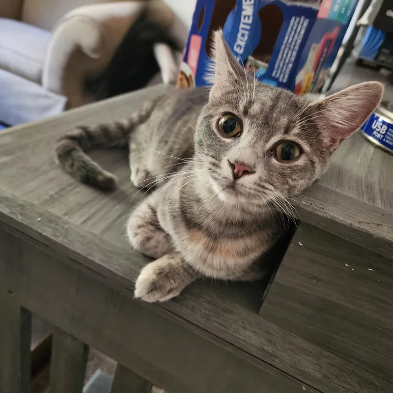 A young medium-sized female Tabby (Gray / Blue / Silver) Domestic Short Hair cat named Tabitha for adoption in Hickory, NC