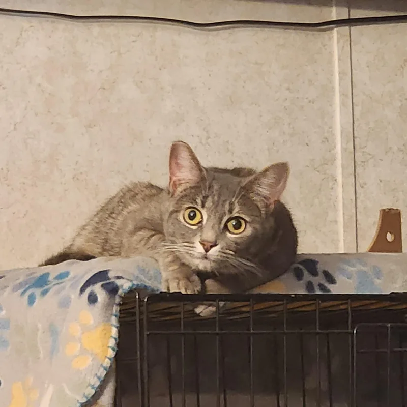 Tabitha thumbnail 3