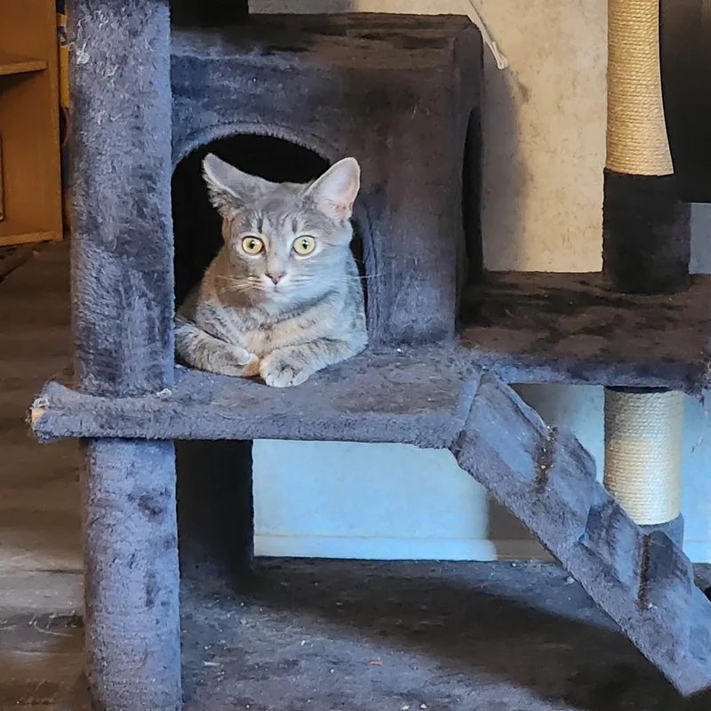 Tabitha thumbnail 6