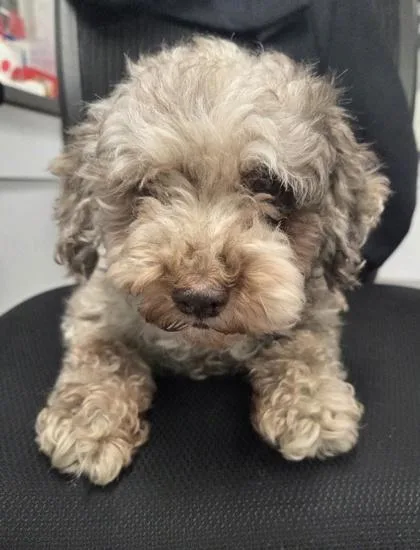 An adult small-sized male Poodle dog named Gulliver for adoption in Kinzers , PA