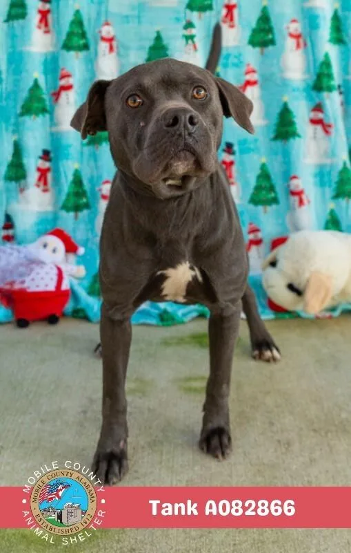 An adult medium-sized male American Bulldog dog named Tank for adoption in Mobile, AL