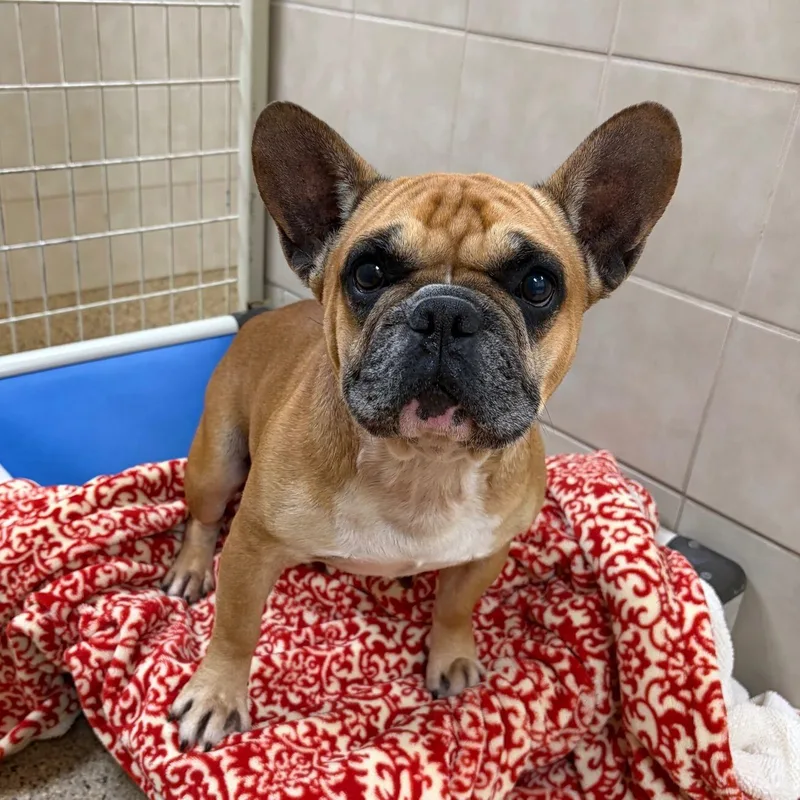An adult small-sized male French Bulldog dog named Theo for adoption in Kerrville, TX