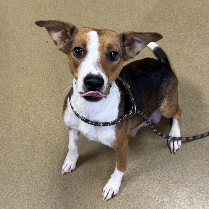 A young small-sized female Brown / Chocolate Terrier dog named Hostess for adoption in San Antonio, TX