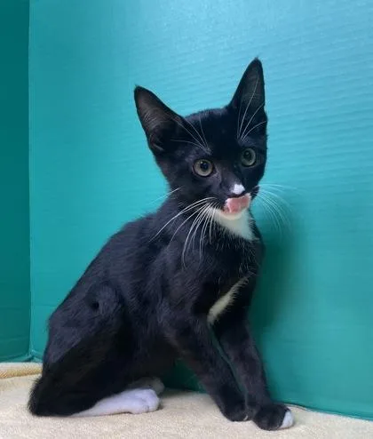 A baby small-sized male Domestic Short Hair cat named Alastor for adoption in Houston, TX