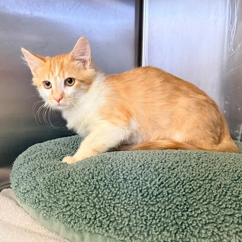 A baby small-sized male Orange / Red Domestic Short Hair cat named Ford for adoption in Palm Springs, CA