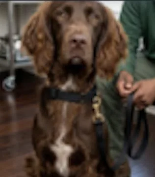 An adult medium-sized male Brown / Chocolate Boykin Spaniel dog named Buster for adoption