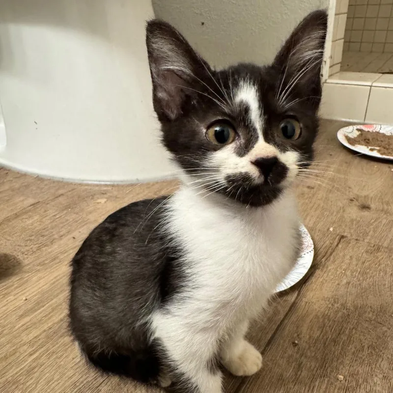 A baby small-sized female Black Domestic Short Hair cat named Mildred for adoption in Tacoma, WA