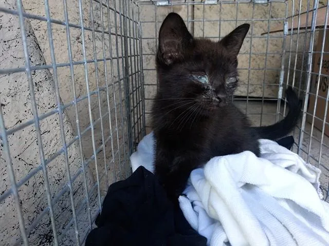 A baby small-sized male Domestic Short Hair cat named Lu for adoption in Fort Lauderdale, FL