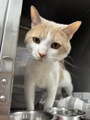 A young medium-sized male Domestic Short Hair cat named Larry for adoption in Louisburg, NC