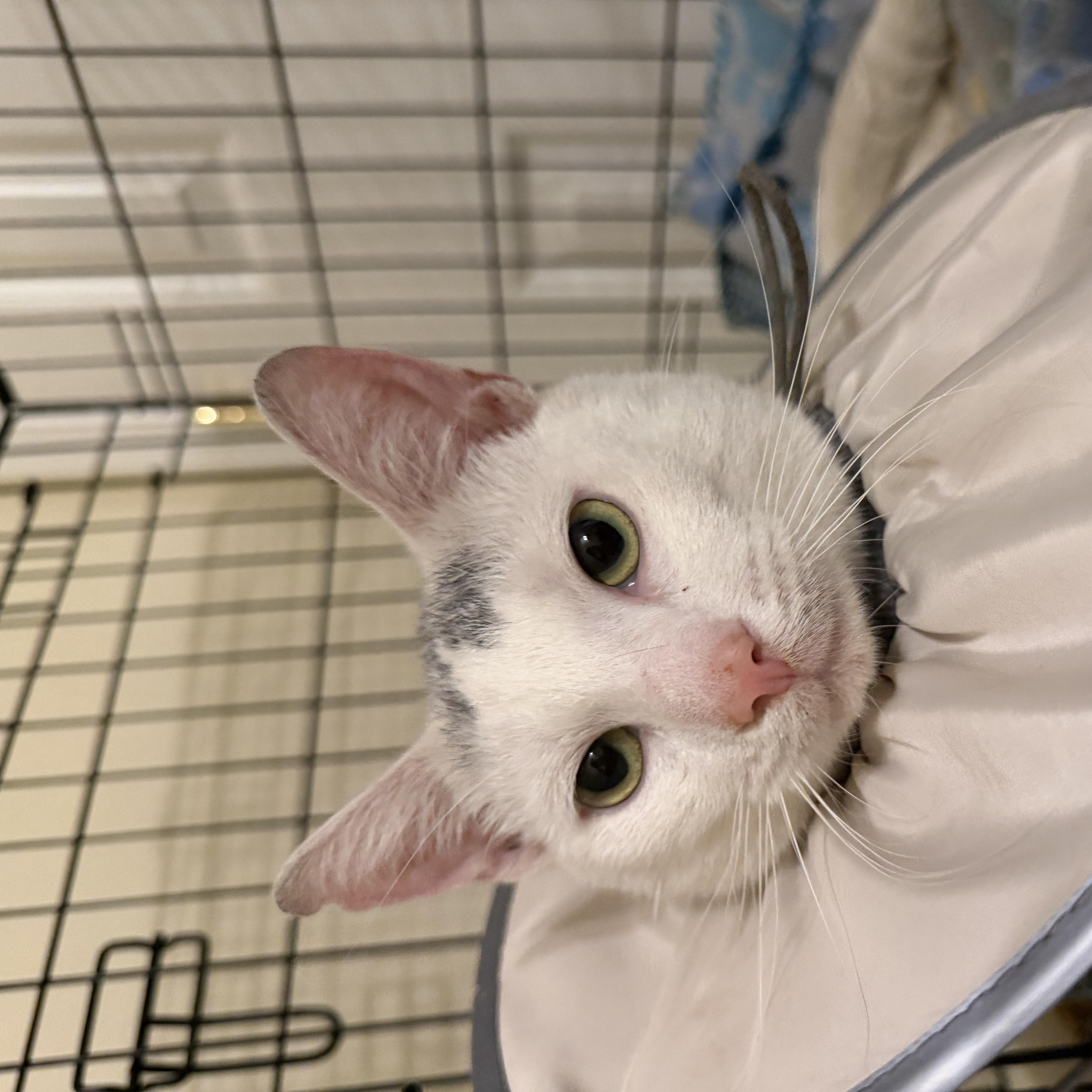 An adult medium-sized male Buff & White Domestic Short Hair cat named Iorek Byrinson for adoption in Philadelphia, PA