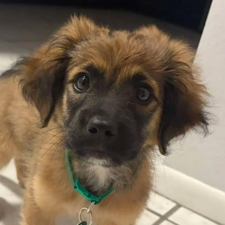 A baby small-sized male Brown / Chocolate German Shepherd Dog dog named Germany for adoption in Tampa, FL