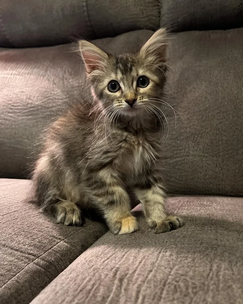 A baby small-sized female Domestic Medium Hair cat named Sylvie for adoption in Rochester, IN