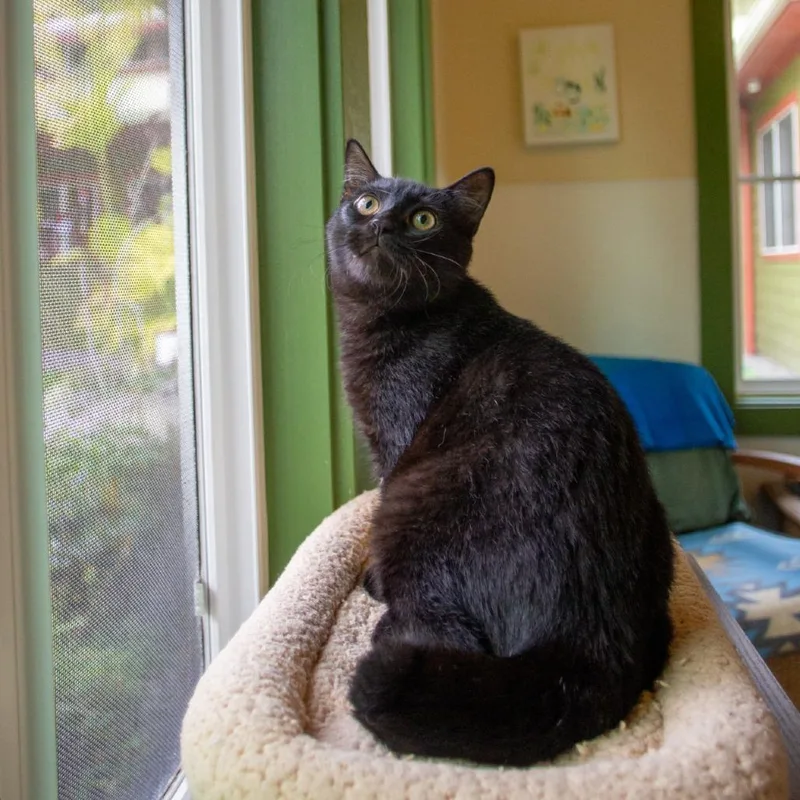 Binx