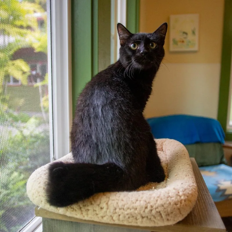 Binx thumbnail 2