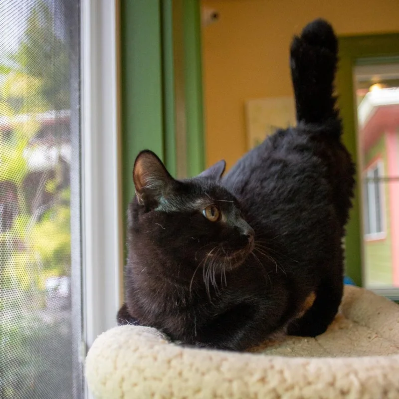 Binx thumbnail 3