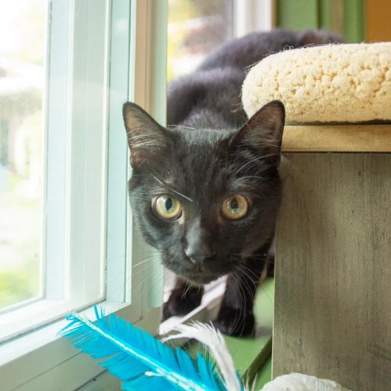 Binx thumbnail 4