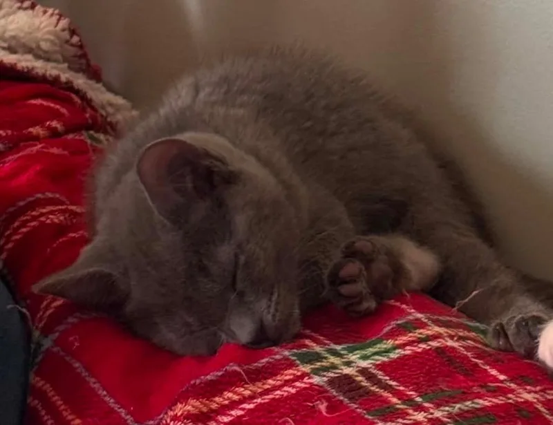 A baby small-sized male Domestic Short Hair cat named Thompson for adoption in Gorham, ME