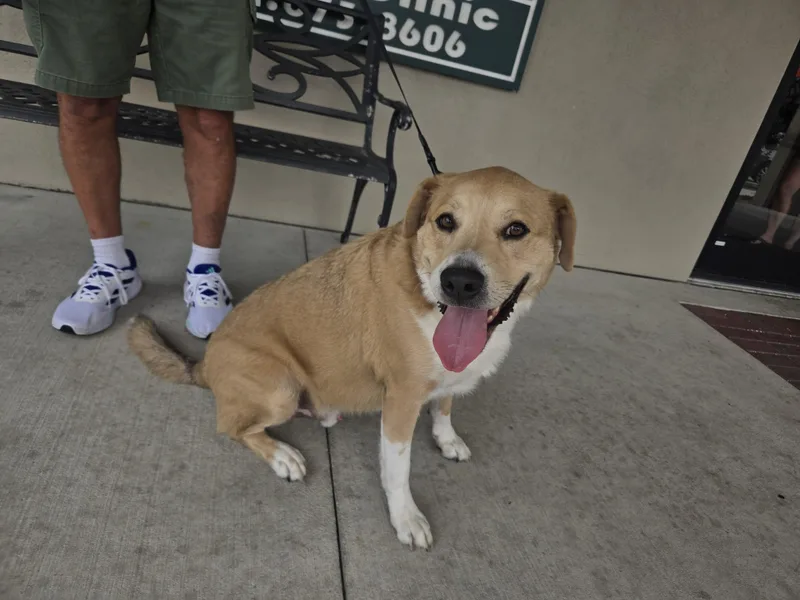 An adult large-sized male Golden Labrador Retriever dog named Shayne for adoption in ocala, FL
