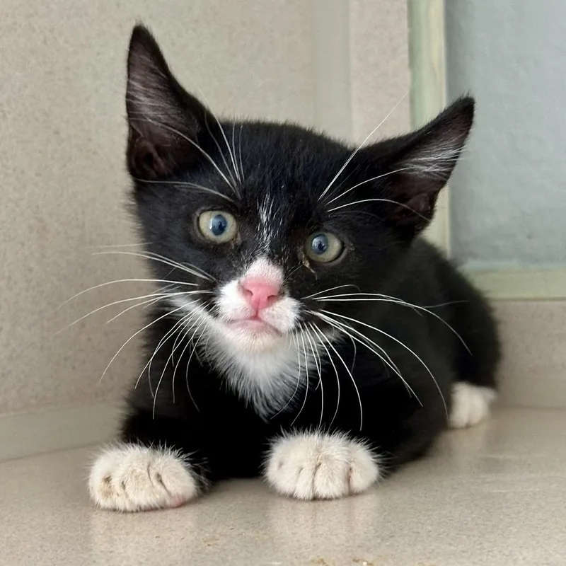 A baby small-sized male Domestic Short Hair cat named Triumph for adoption in Durango, CO