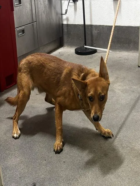 A young medium-sized male German Shepherd Dog dog named Sean for adoption in Upper Marlboro, MD