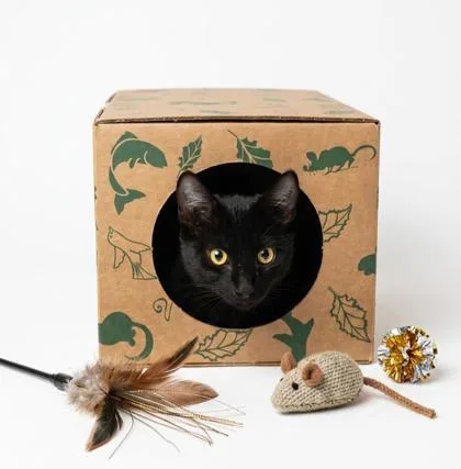A young small-sized female Domestic Short Hair cat named Mama Greer for adoption in Cumming, GA