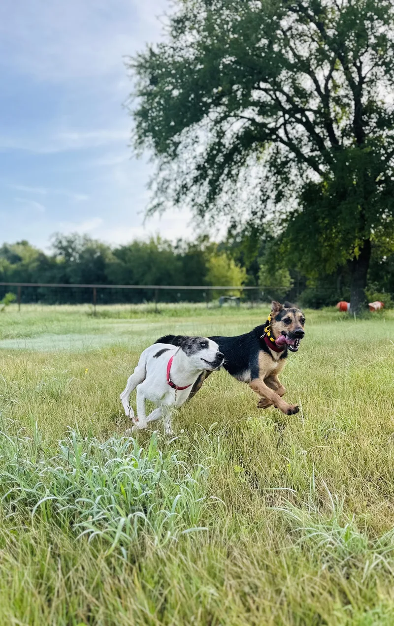 A young medium-sized male Bicolor Mixed Breed dog named Riddle for adoption in Gatesville, TX