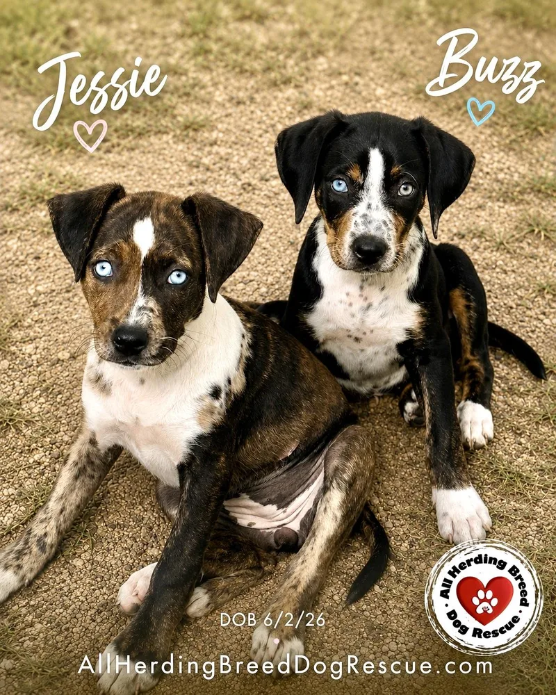 Jessie thumbnail 2