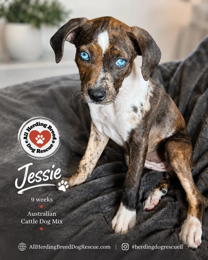 Jessie thumbnail 4