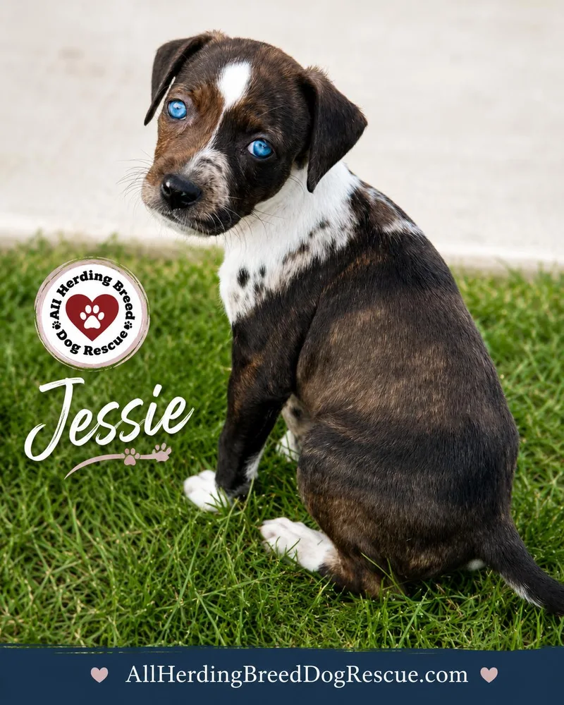 Jessie thumbnail 5