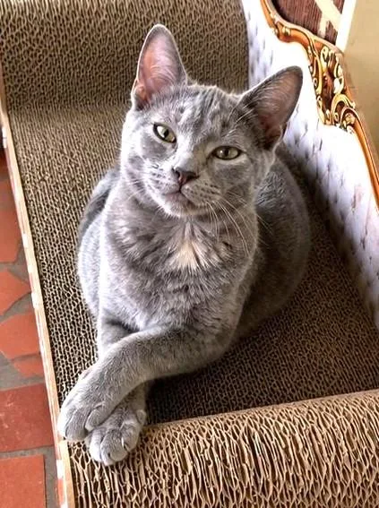 A baby medium-sized female Gray / Blue / Silver Dilute Tortoiseshell cat named Glitter for adoption in Jamaica Plain, MA