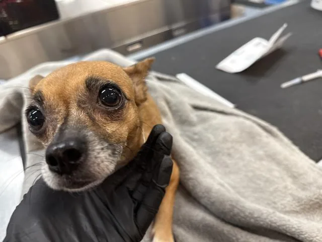 An adult small-sized female Chihuahua dog named Opal for adoption in Thousand Palms, CA