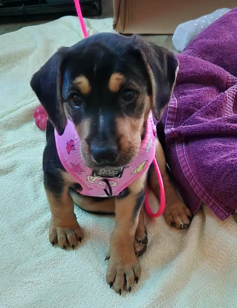A baby medium-sized female Hound dog named Ella for adoption in Aurora, IL