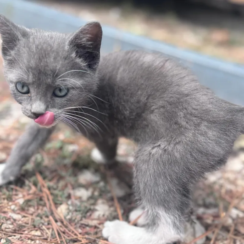 A baby small-sized male Domestic Short Hair cat named Drake for adoption in Livingston, TX