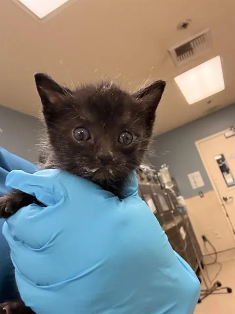 A baby small-sized male Domestic Short Hair cat named Ronnie for adoption in Riverside, CA