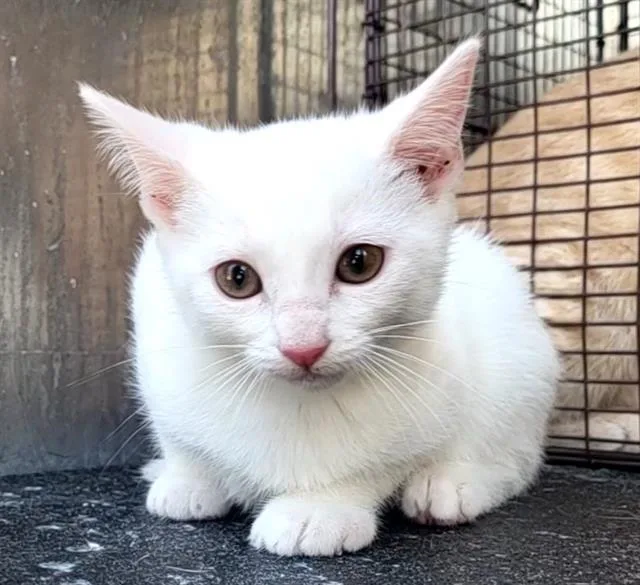 A baby small-sized male Domestic Short Hair cat named Twix for adoption in San Antonio, TX