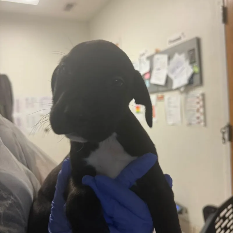 A baby small-sized male Black Mixed Breed dog named Mr. Mole for adoption in Charleston, WV