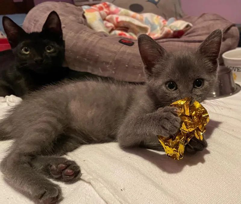 A baby medium-sized female Domestic Short Hair cat named Roquefort Blue for adoption in Gorham, ME