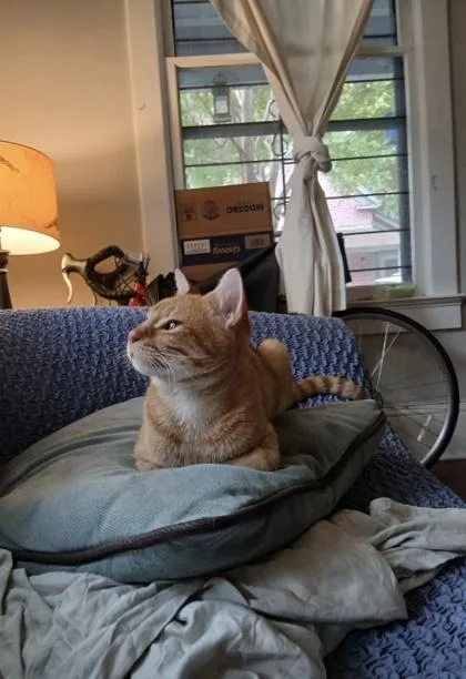 A young large-sized male Domestic Short Hair cat named Bisquick for adoption in Atlanta, GA