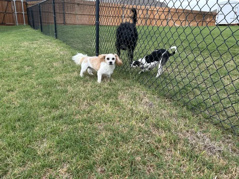 Chewbacca “chewy” thumbnail 3