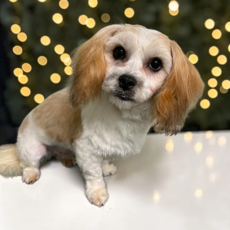 Chewbacca “chewy” thumbnail 4