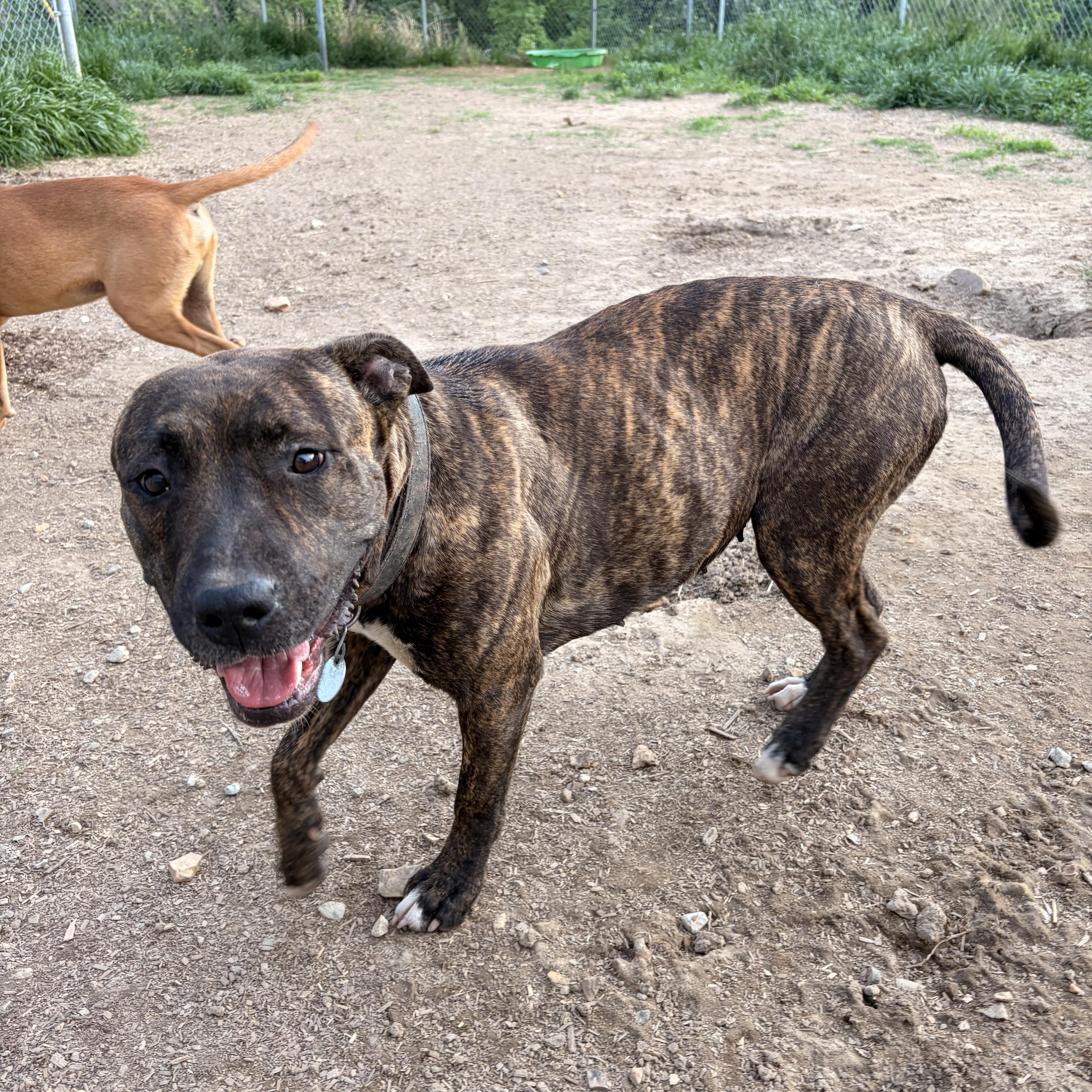 An adult medium-sized female Brindle Mountain Cur dog named Tess for adoption in Melbourne, AR