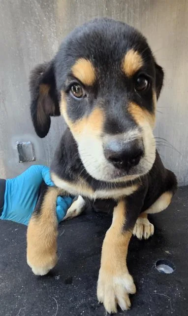 A baby small-sized male Shepherd dog named Chance for adoption in San Antonio, TX